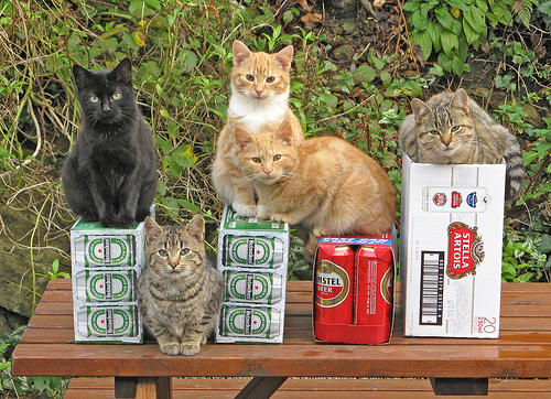 cats with beer