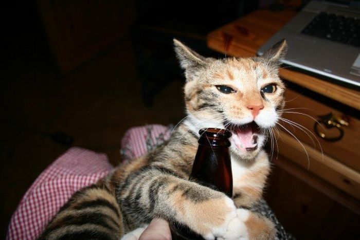 09-Cats-Who-LOVE-Beer-The-Budweiser-Cat.