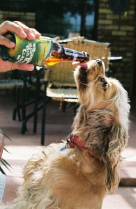 Dog With Beer Bud Light
