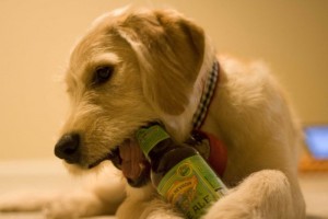 Dog With Beer Biting Bottle