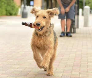 Dog Running With Beer