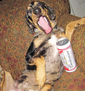 Dog With Budweiser