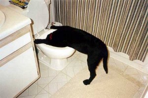 Dog Puking In Toilet