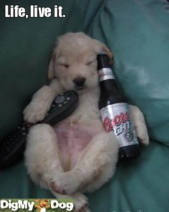 Puppy With Coors Light