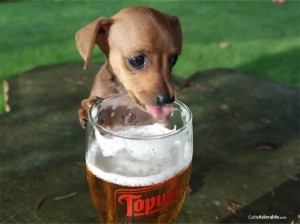 Puppy Licking Beer Glass