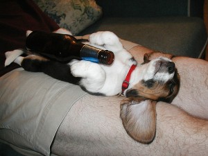Dog Lying Down With Beer