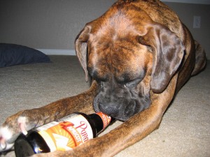 Dog With Apricot Beer
