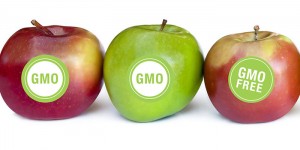 GMO or No GMO Apples