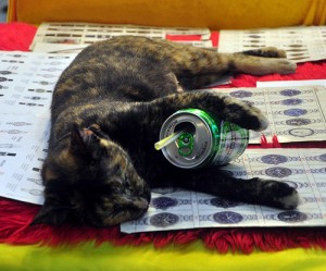 Cats Who LOVE Beer - Epic Party