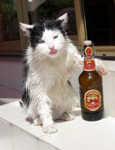 Cats Who LOVE Beer - Wet T-Shirt Contest