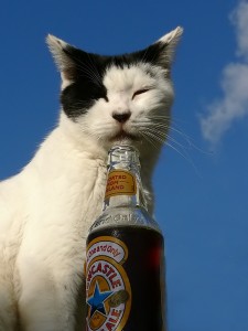 Cats Who LOVE Beer - Cat Heaven