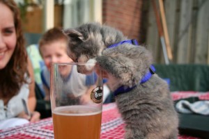 Cats Who LOVE Beer - Never Too Young