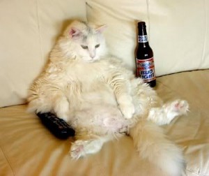 Cats Who LOVE Beer - Sunday Night
