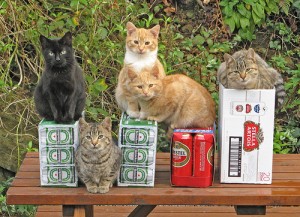 Cats Who LOVE Beer - The Sopranos