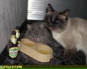 Cats Who LOVE Beer - 2 Cats Drinking