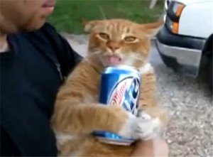 Cats Who LOVE Beer - Arrested Again!