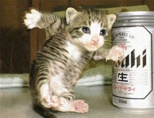 Cats Who LOVE Beer - Magic Mike