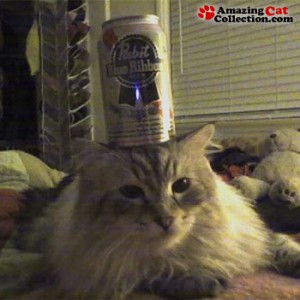 Cats Who LOVE Beer - Drinking Games