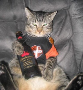 Cats Who LOVE Beer - Sons of Anarchy