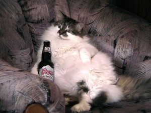 Cats Who LOVE Beer - Beer Belly