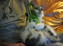 Cats Who LOVE Beer - All Mine