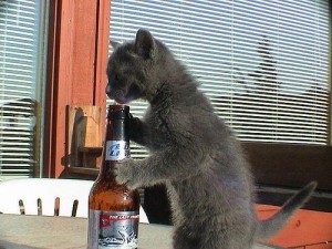 Cats Who LOVE Beer - Locked Out Again