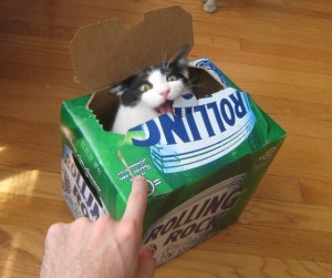 Cats Who LOVE Beer - So, Sue Me