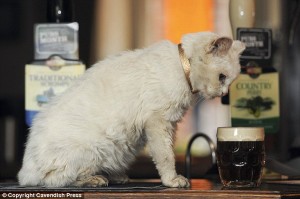 Cats Who LOVE Beer - Ales vs. Lagers