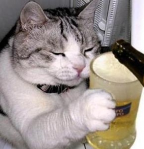 Cats Who LOVE Beer - Wasted