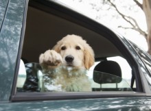 Open Your Car Windows - Labrador Puppy