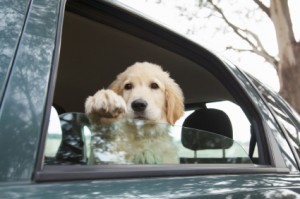 Open Your Car Windows - Labrador Puppy