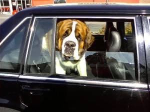 Open Your Car Windows - St. Bernard