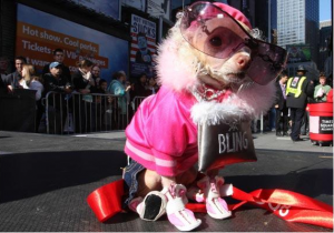 Anthropomophism Animals Dressed as Humans - Dog As Paris Hilton