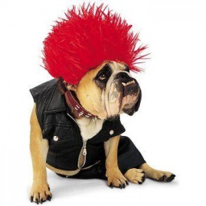 Halloween Pet Costumes - Dog As Rockstar