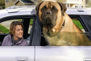 Open Your Car Windows - English Mastiff