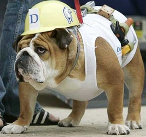 Anthropomophism Animals Dressed as Humans - Bulldog as Construction Worker
