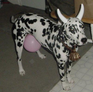 Halloween Pet Costumes - Dog As Cow