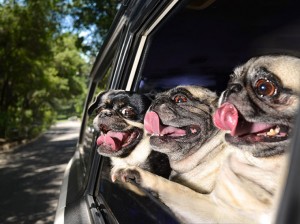 Open Your Car Windows - 3 Pugs In A Pod