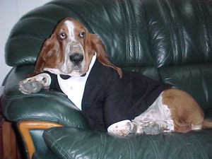 Anthropomophism Animals Dressed as Humans - Dog in Tuxedo