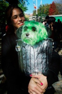 Halloween Pet Costumes - Dog As Oscar The Grouch