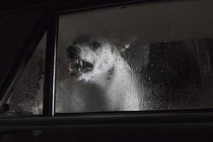 Open Your Car Windows - Cujo