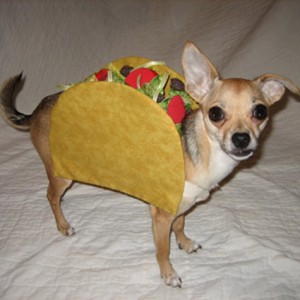 Halloween Pet Costumes - Dog As Taco