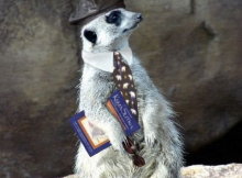 Anthropomophism Animals Dressed as Humans - Meerkat with Tie