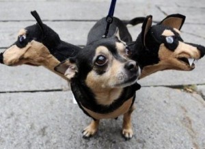 Halloween Pet Costumes - Dog With Three Heads