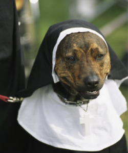 Anthropomophism Animals Dressed as Humans - Dog as Nun