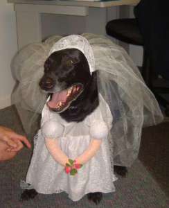 Anthropomophism Animals Dressed as Humans - Dog as Bride