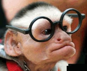 Anthropomophism Animals Dressed as Humans - Monkey with Glasses