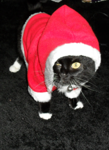 Anthropomophism Animals Dressed as Humans - Cat as Santa