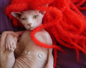 Halloween Pet Costumes - Cat With Red Hair