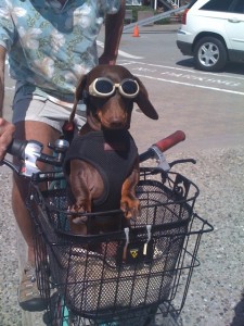 Anthropomophism Animals Dressed as Humans - Dog with Sunglasses